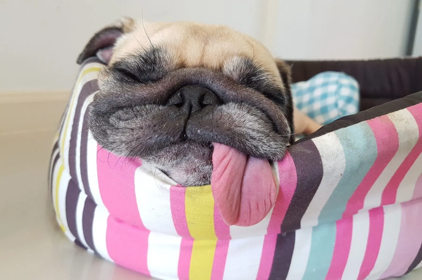 7 Creative Ways To Keep Your Dog Off Your Furniture