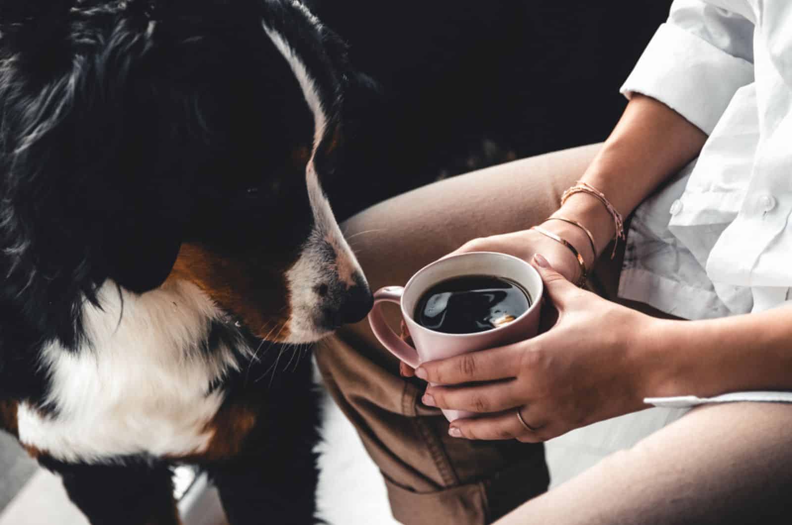 dog sniffing coffee in woman's hands