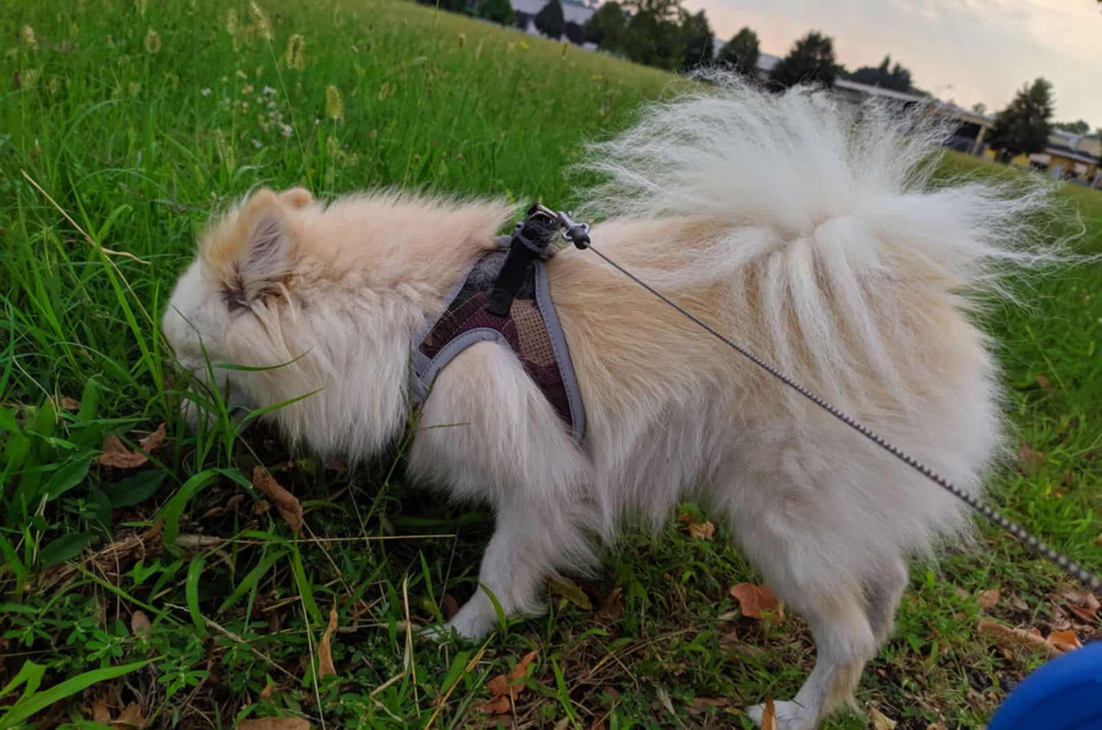 dog sniffing grass in the park