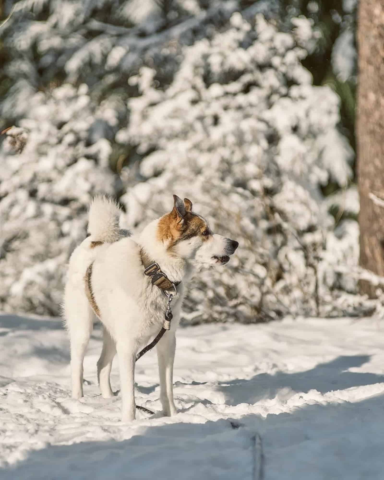 dog standing in the snow in forest