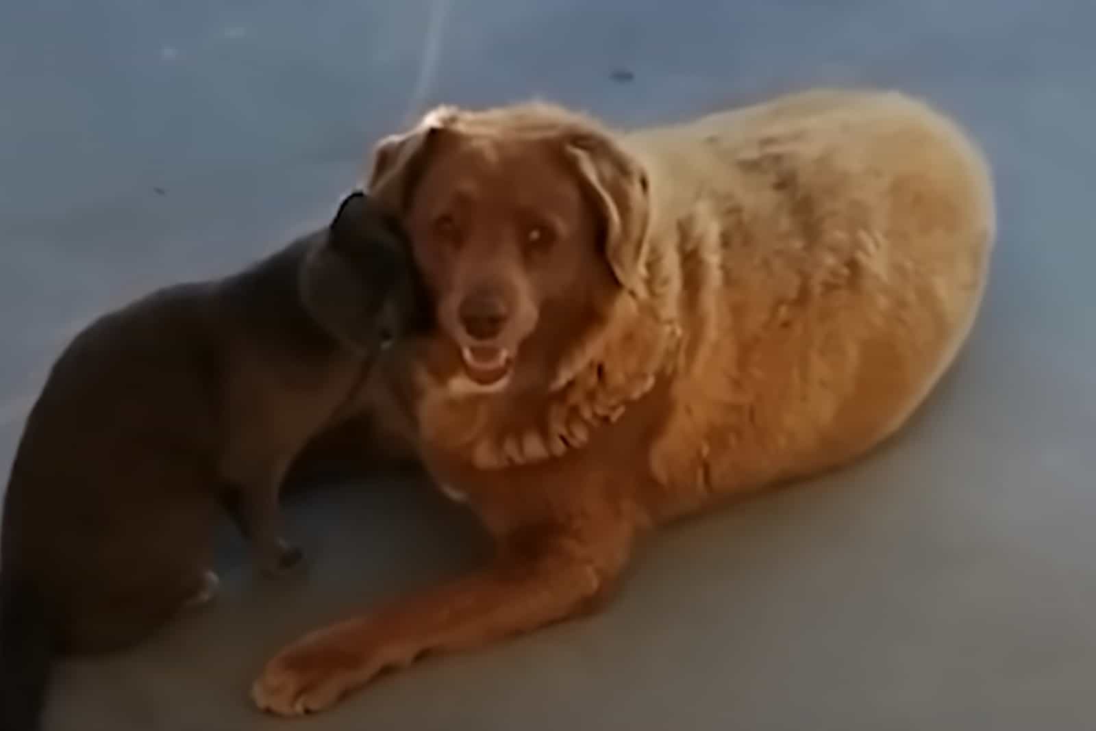 dog with cat laying