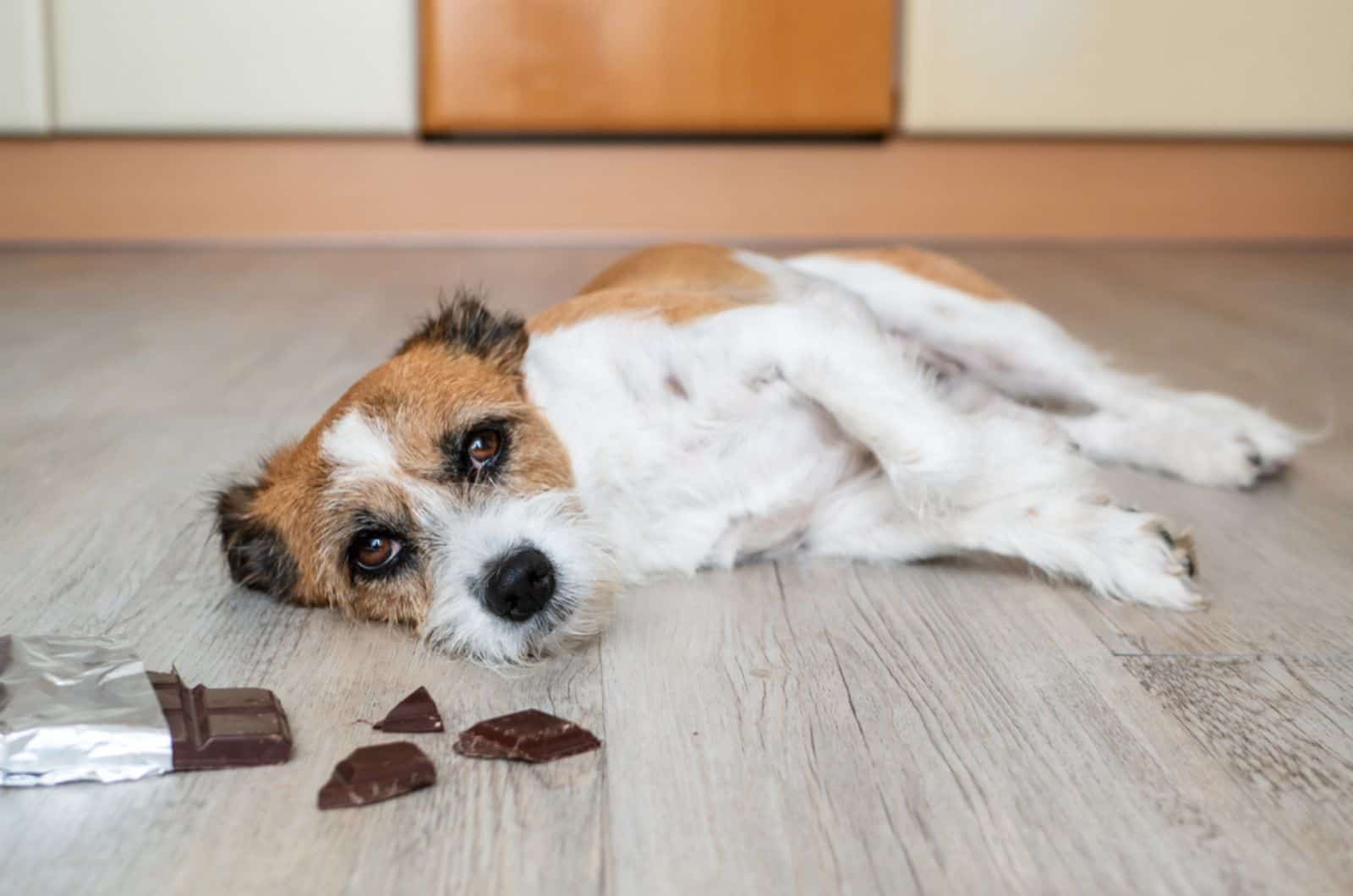 dog with chocolate lying on the floor having stomach ache