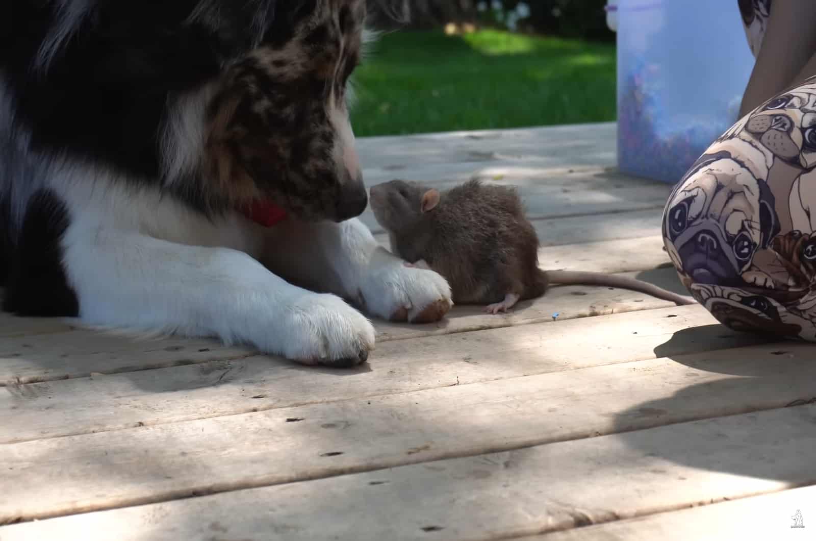 dog with rat