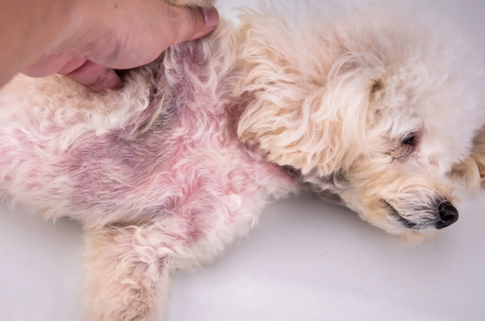 dog with red irritated skin lying down