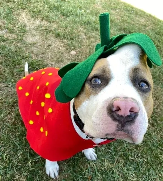 dog with strawberry costume