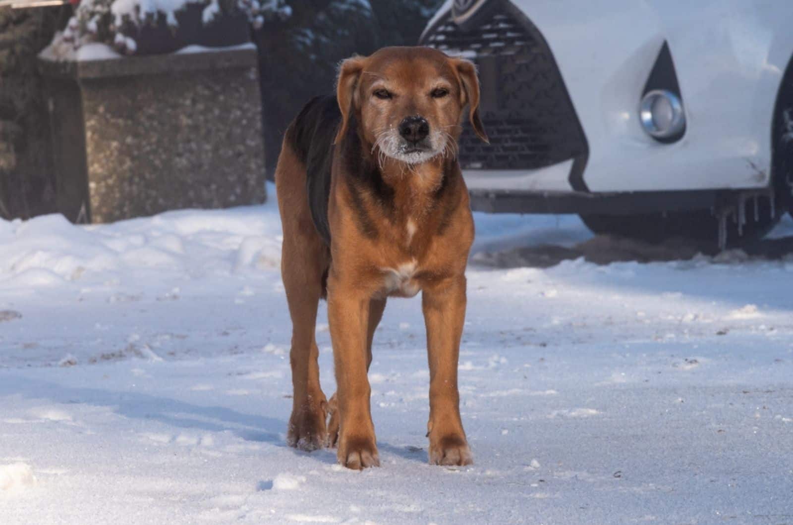 dog with tail between legs freezing outdoors