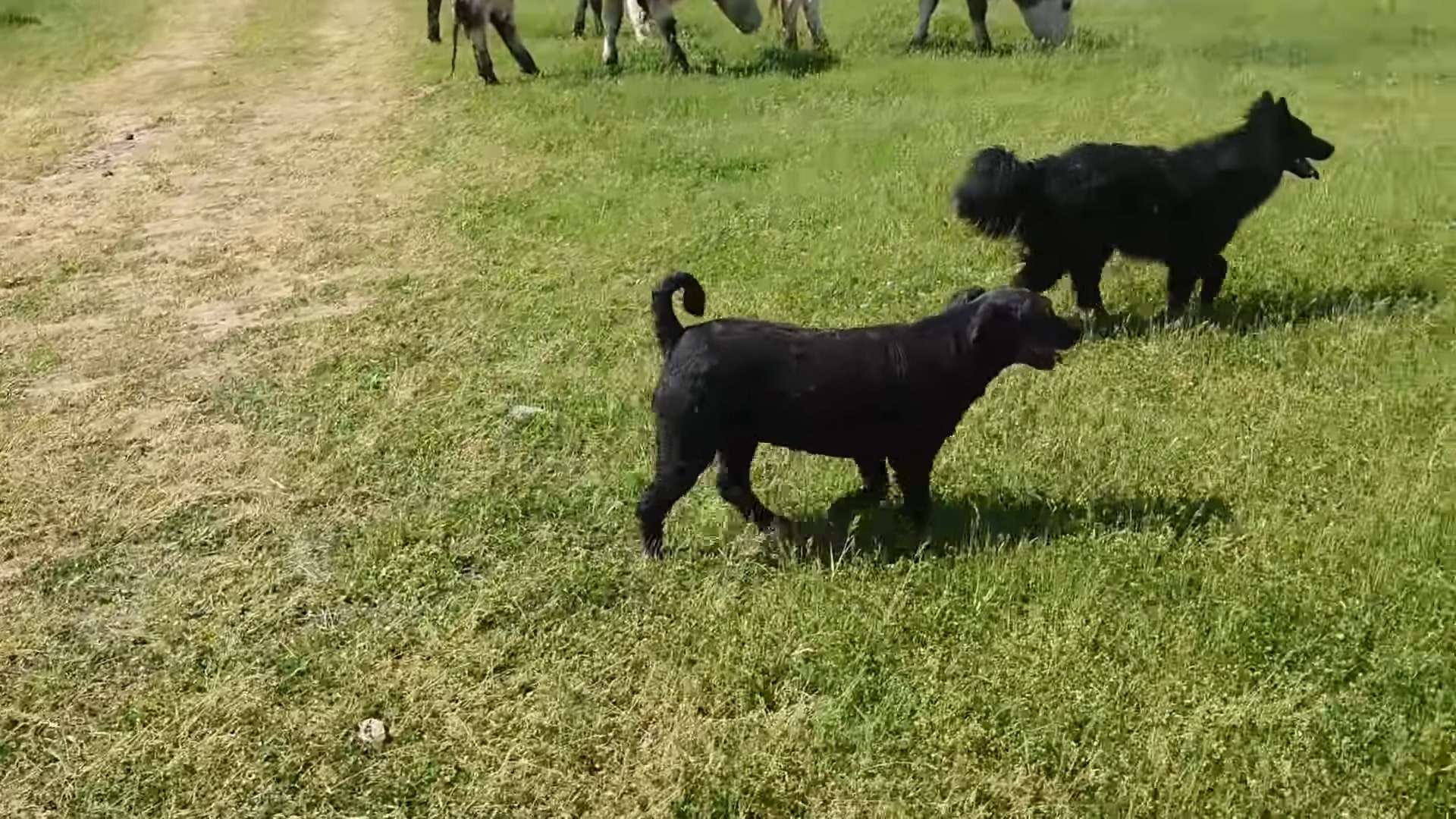 dogs are walking in the field