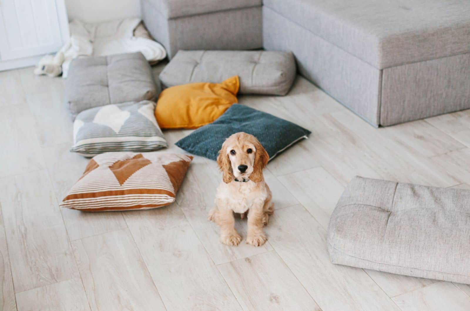 english cocker spaniel puppy sitting on the floor surrounded with pillows