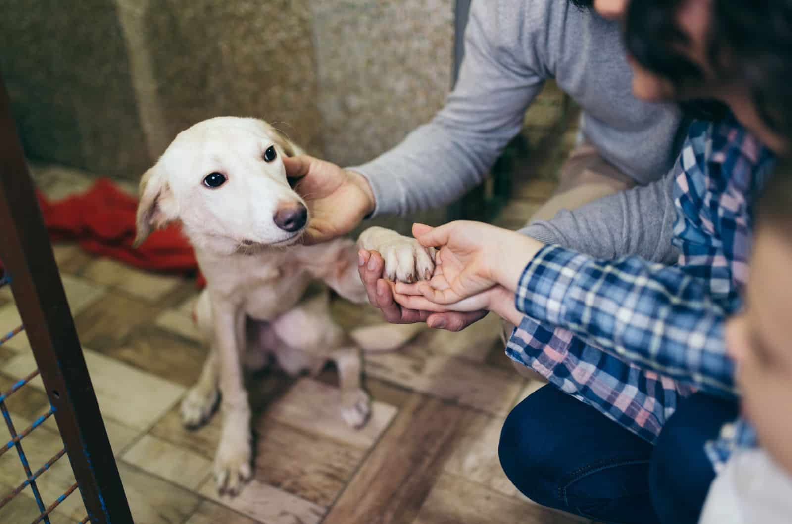 family at animal shelter choosing a dog for adoption