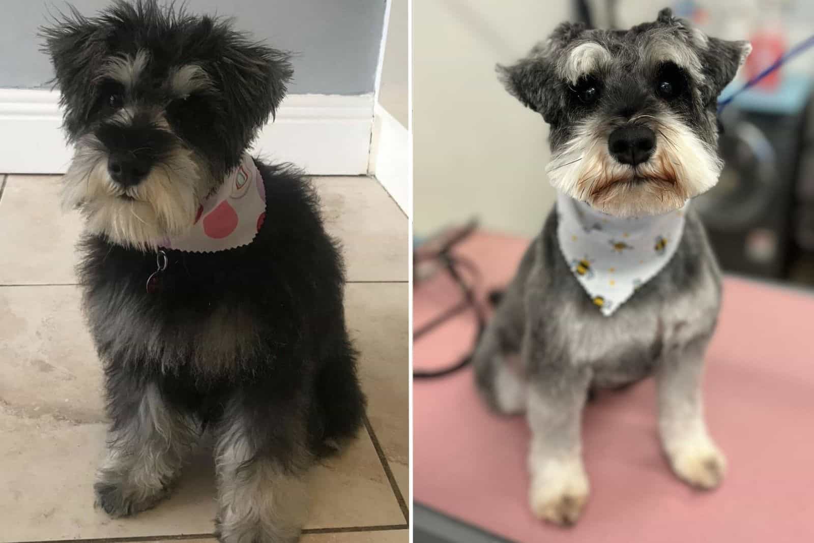 fluffy dog before and after grooming