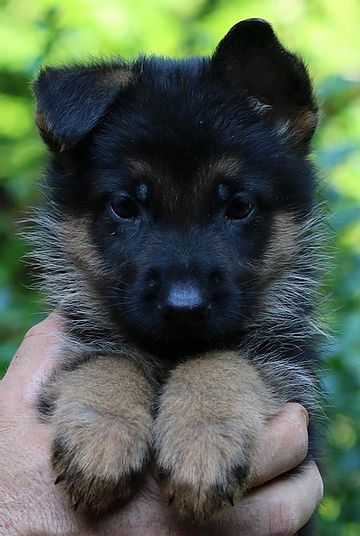 fluffy german shepherd puppy