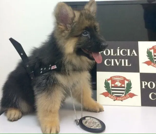 fluffy k9 puppy reporting to duty