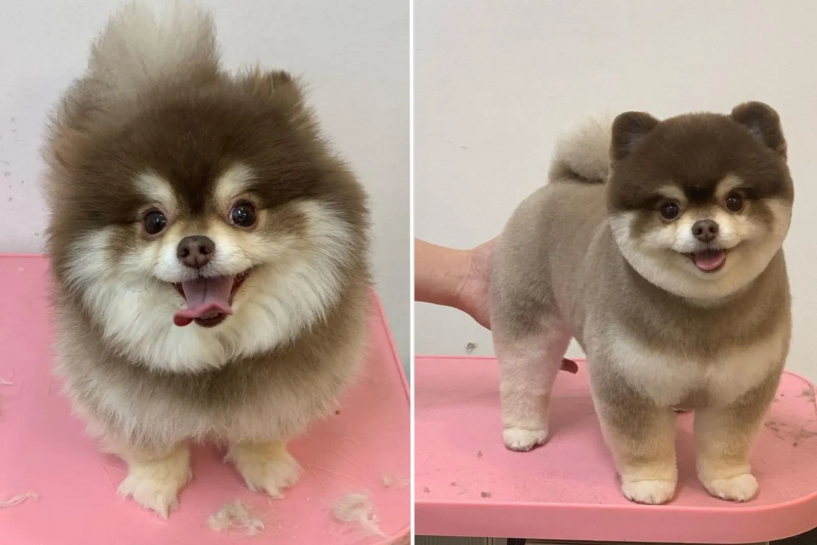 fluffy pomeranian before and after grooming