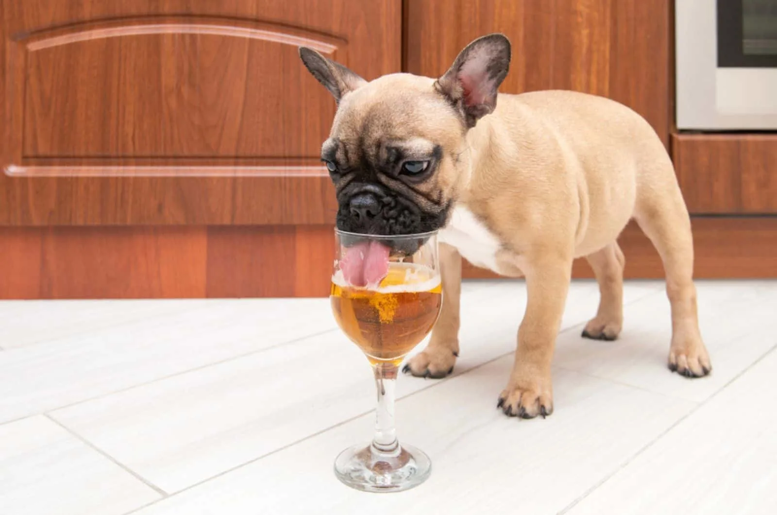 french bulldog puppy drinking beer from a glass