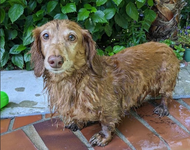 fun wet doxie outdoors