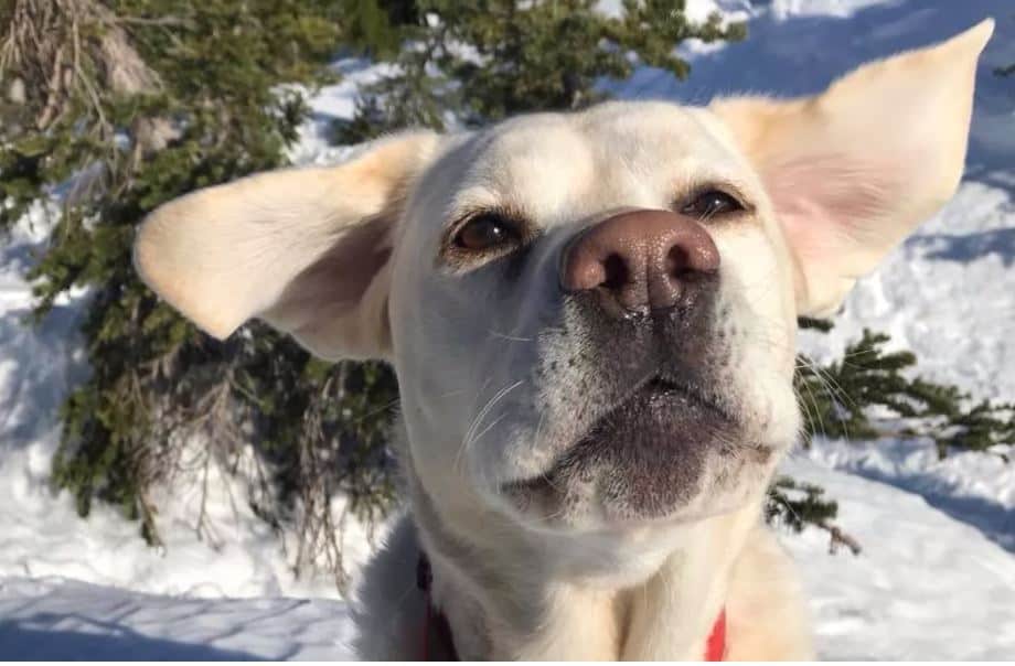 funny dog with big ears