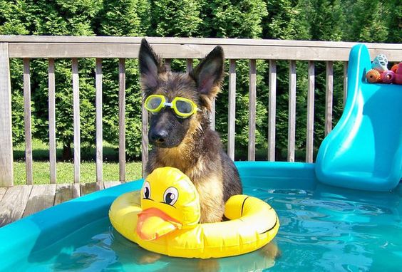 funny german shepherd puppy in a pool