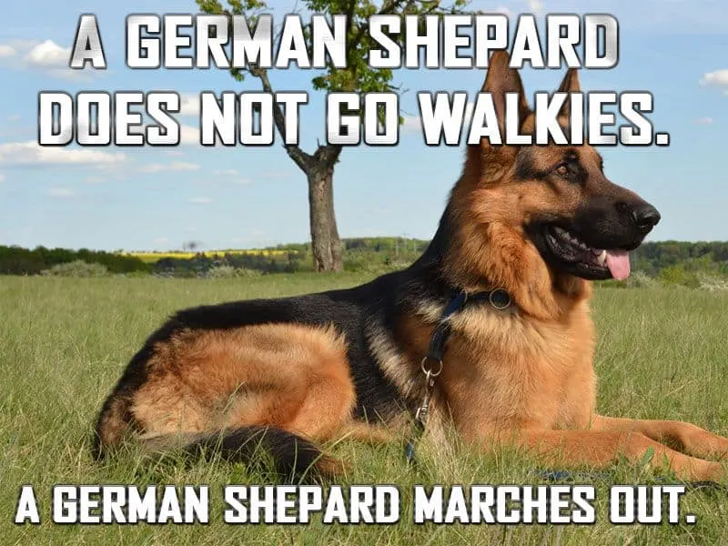 funny photo of german shepherd on a walk