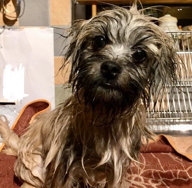 funny wet dog looking into camera