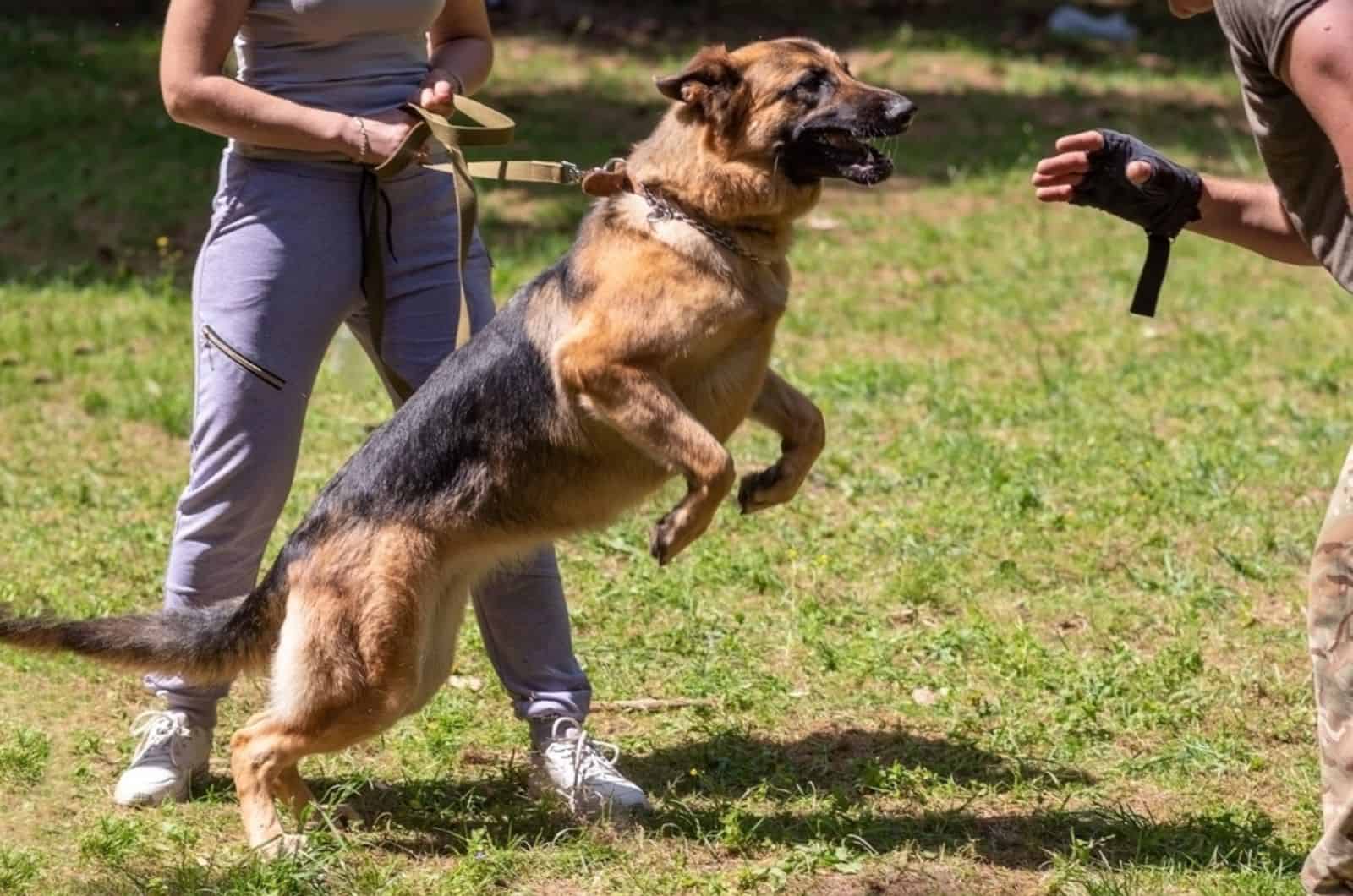 german shepherd attacking dog handler during aggression training
