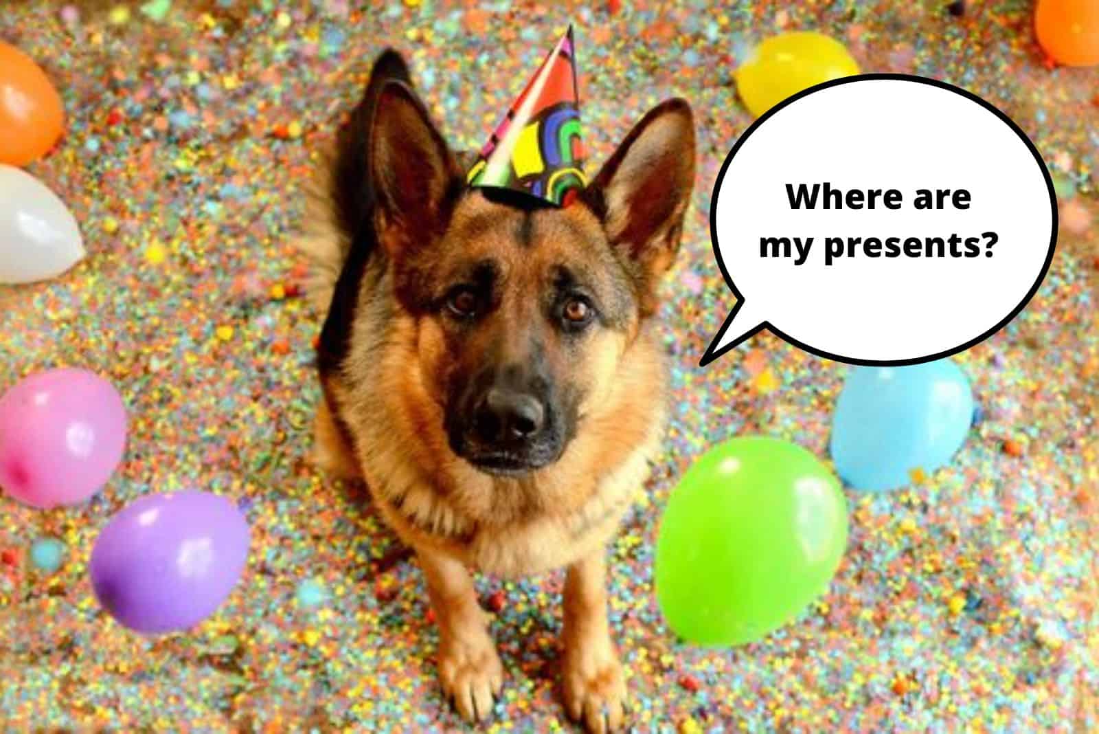 german shepherd celebrates a birthday