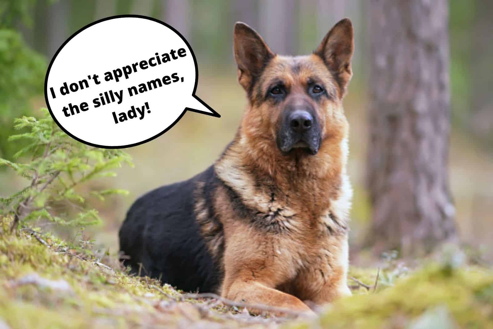 german shepherd does not appreciate nicknames