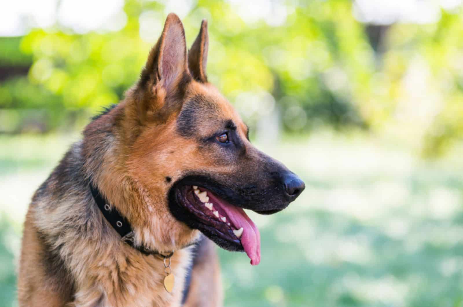 german shepherd dog in the park