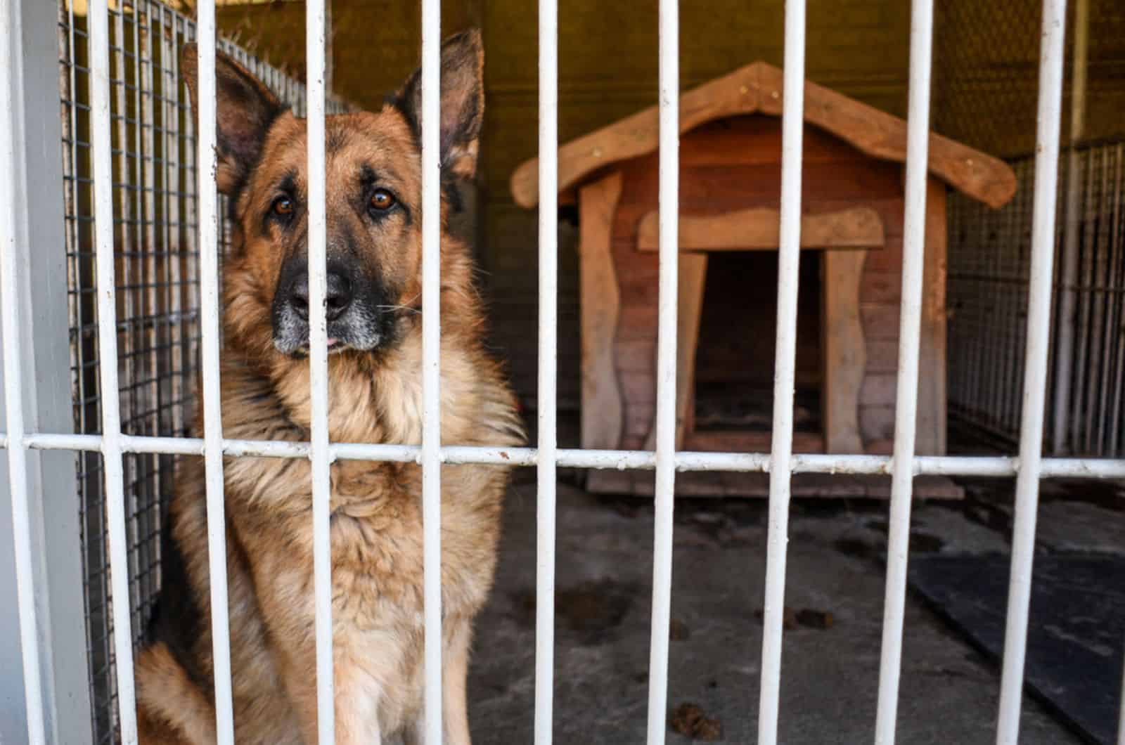 german shepherd dog in a shelter