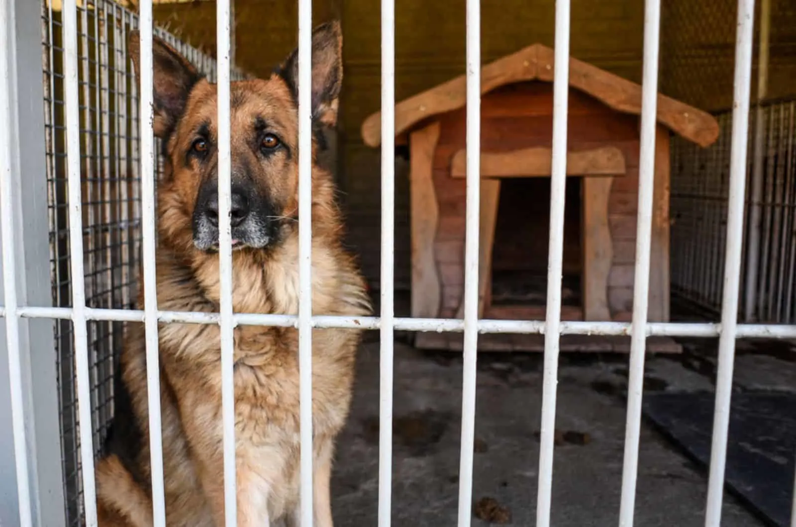 german shepherd dog in a shelter