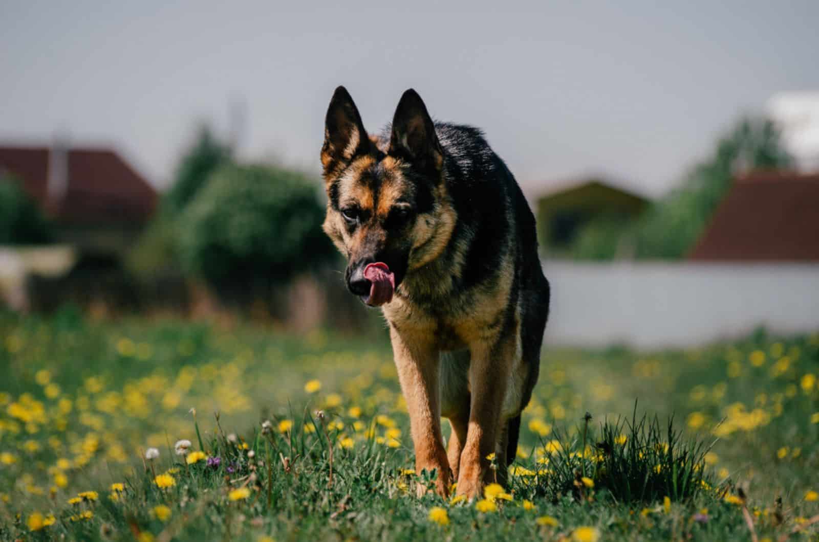 german shepherd dog standing in the grass and licking it