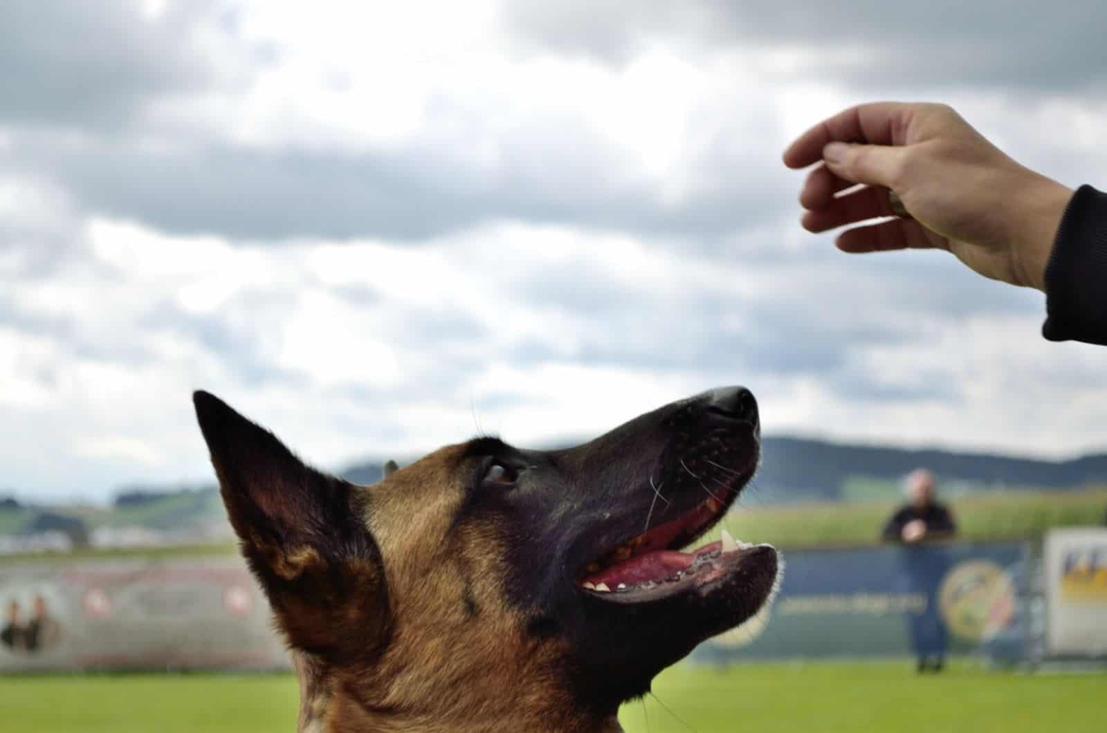 german shepherd dog looks closely at the owner's hand