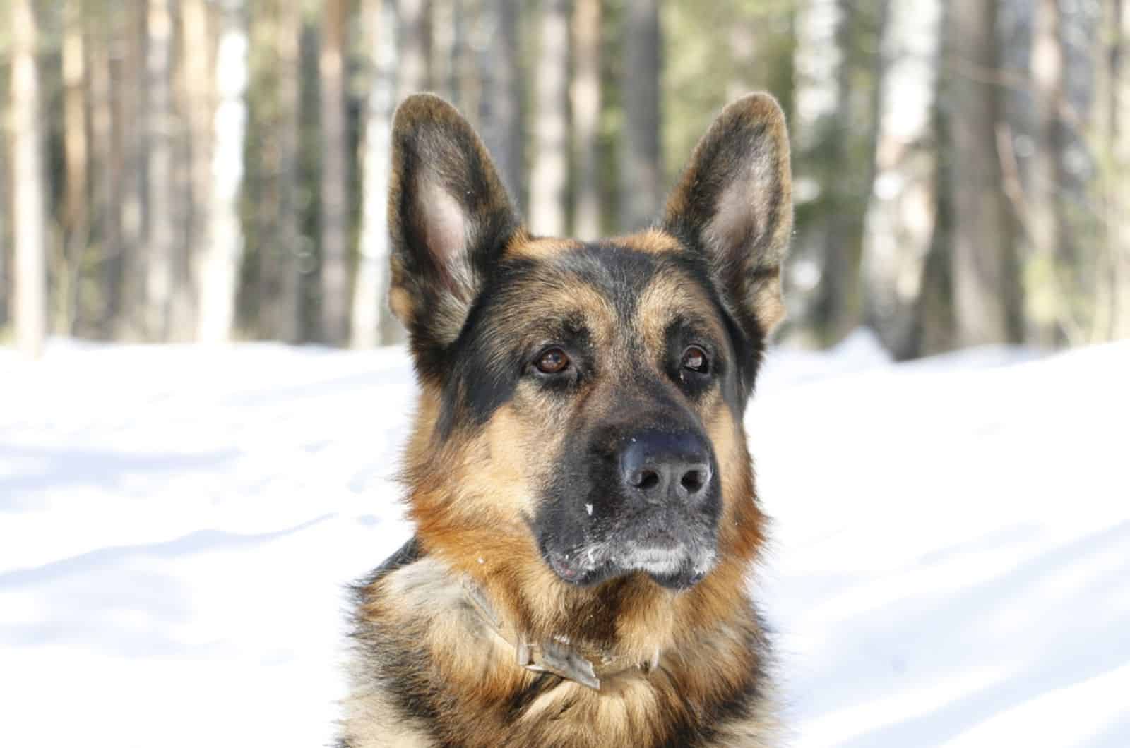 german shepherd dog in the snow