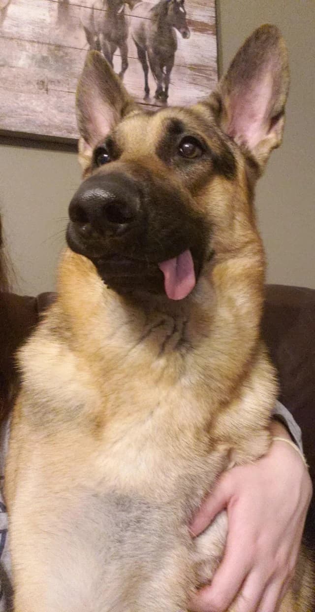 german shepherd dog with his tongue out