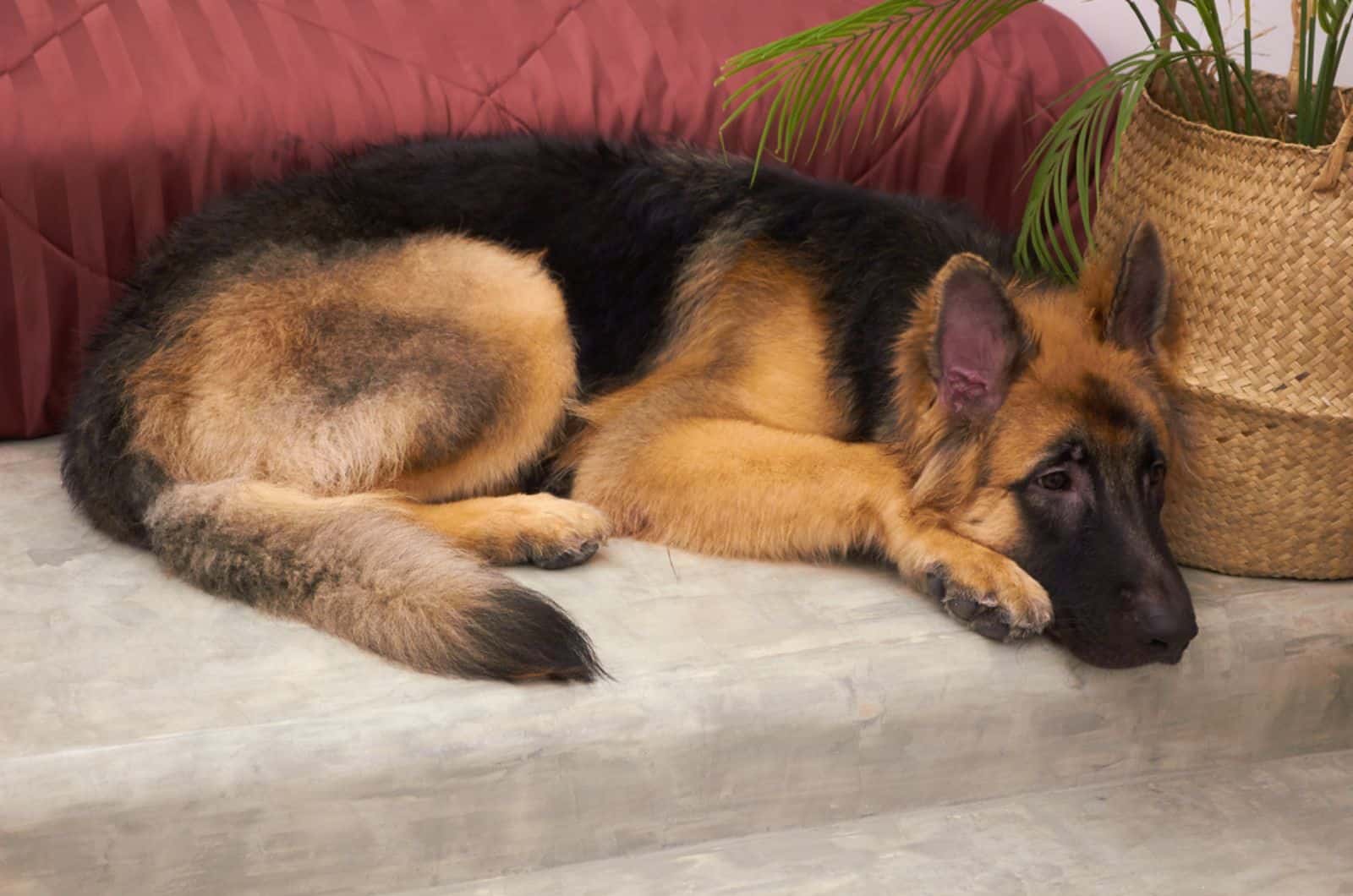 german shepherd dog sleeping on the floor