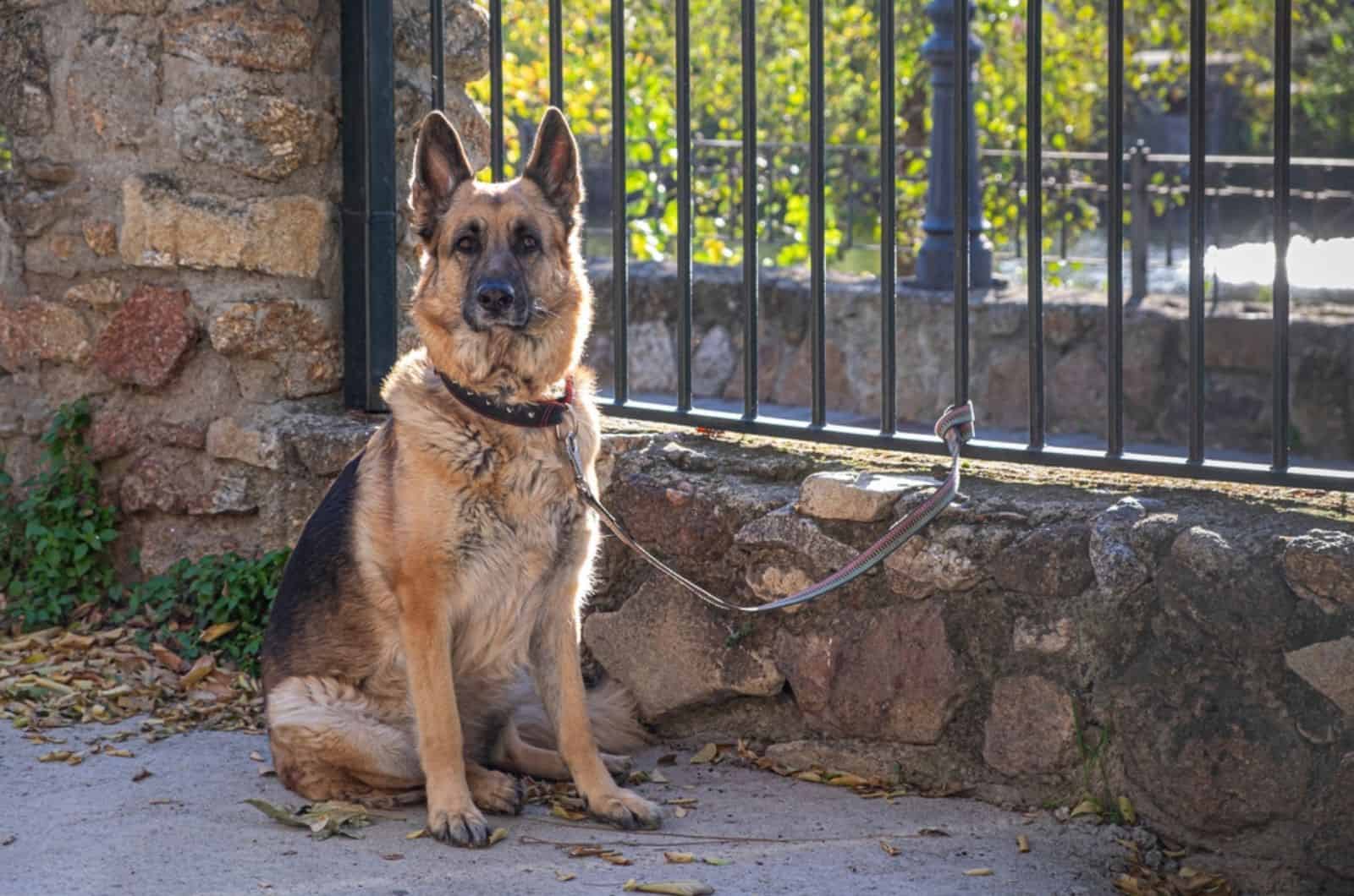 german shepherd dog sitting on the ground tied to a metal fence