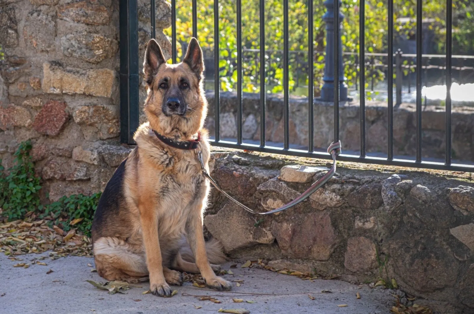 german shepherd dog sitting on the ground tied to a metal fence