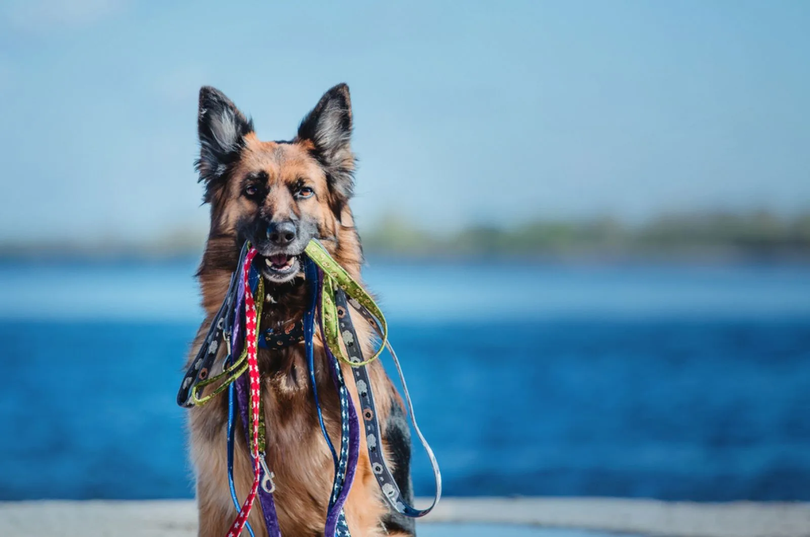 Super easy ways to leash train your german shepherd dog