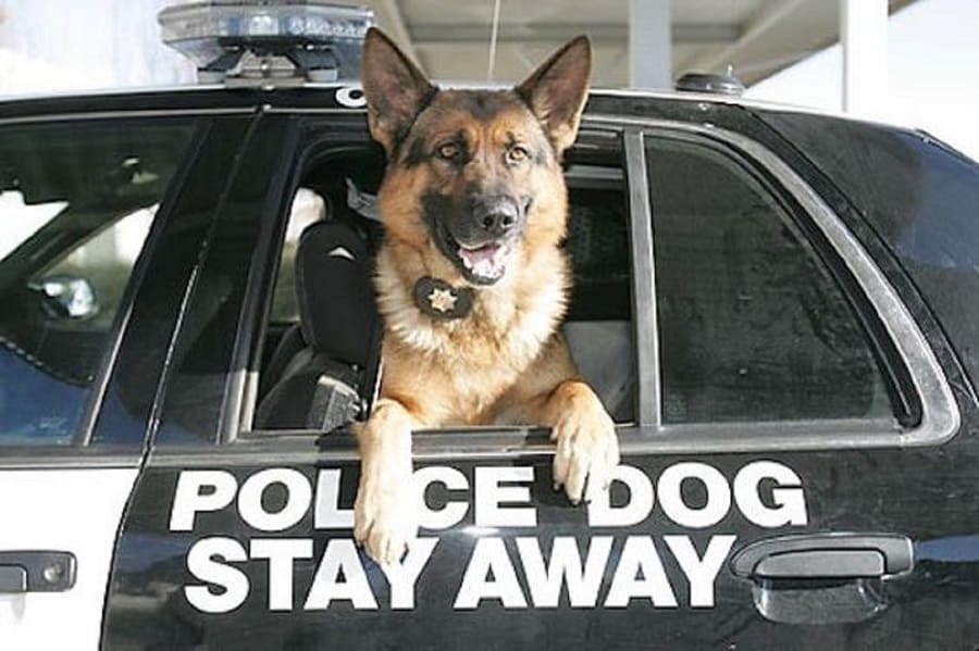 german shepherd dog in police car leaning on the window