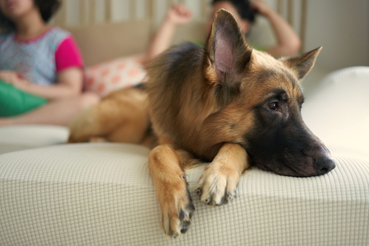 2 Proper Ways To Punish Your German Shepherd For Pooping In The House