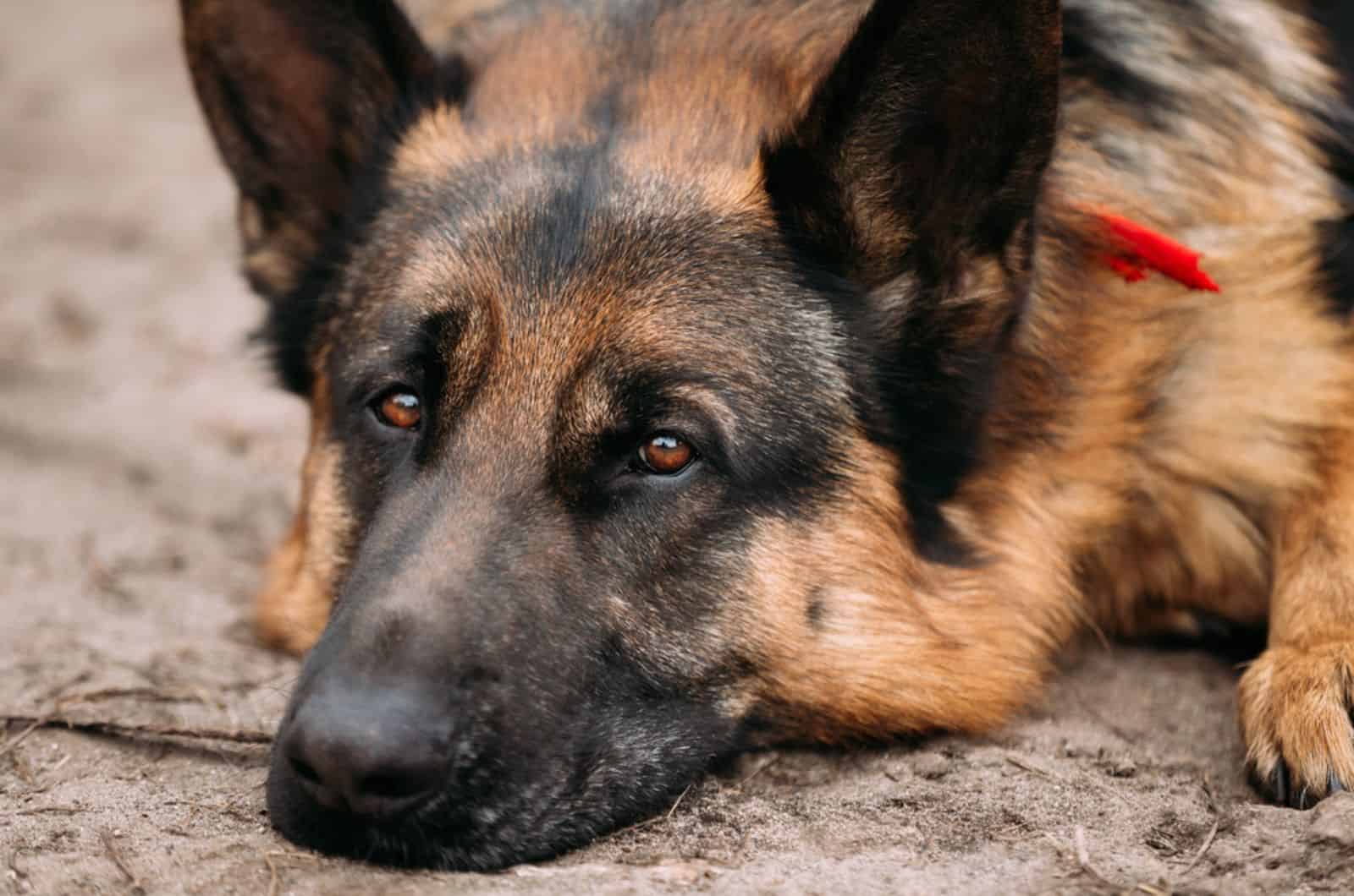 german shepherd dog lying down on the ground