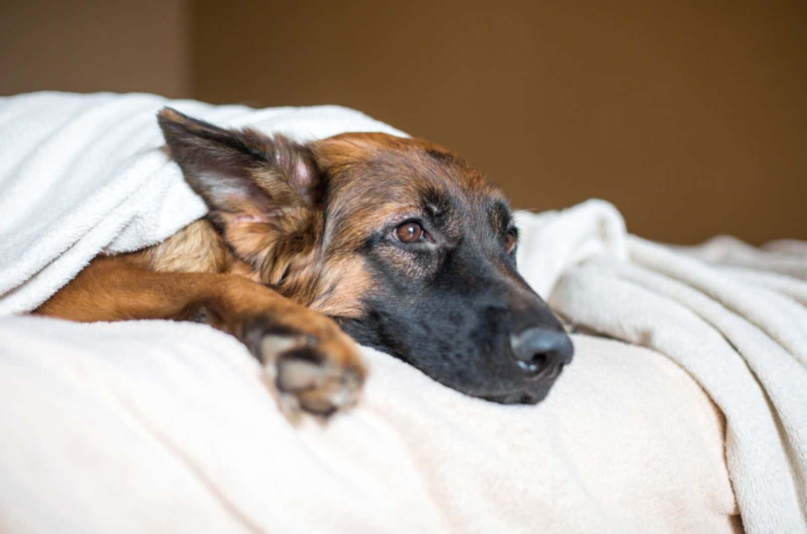 german shepherd dog lying on the bed covered with white sheets