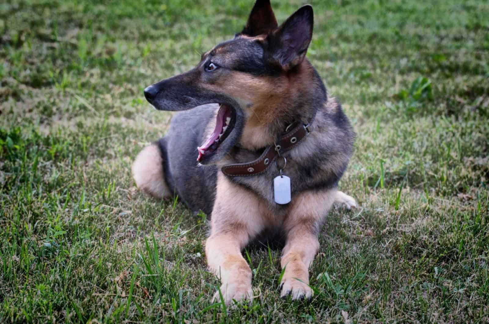 german shepherd dog lying on the grass with opened mouth