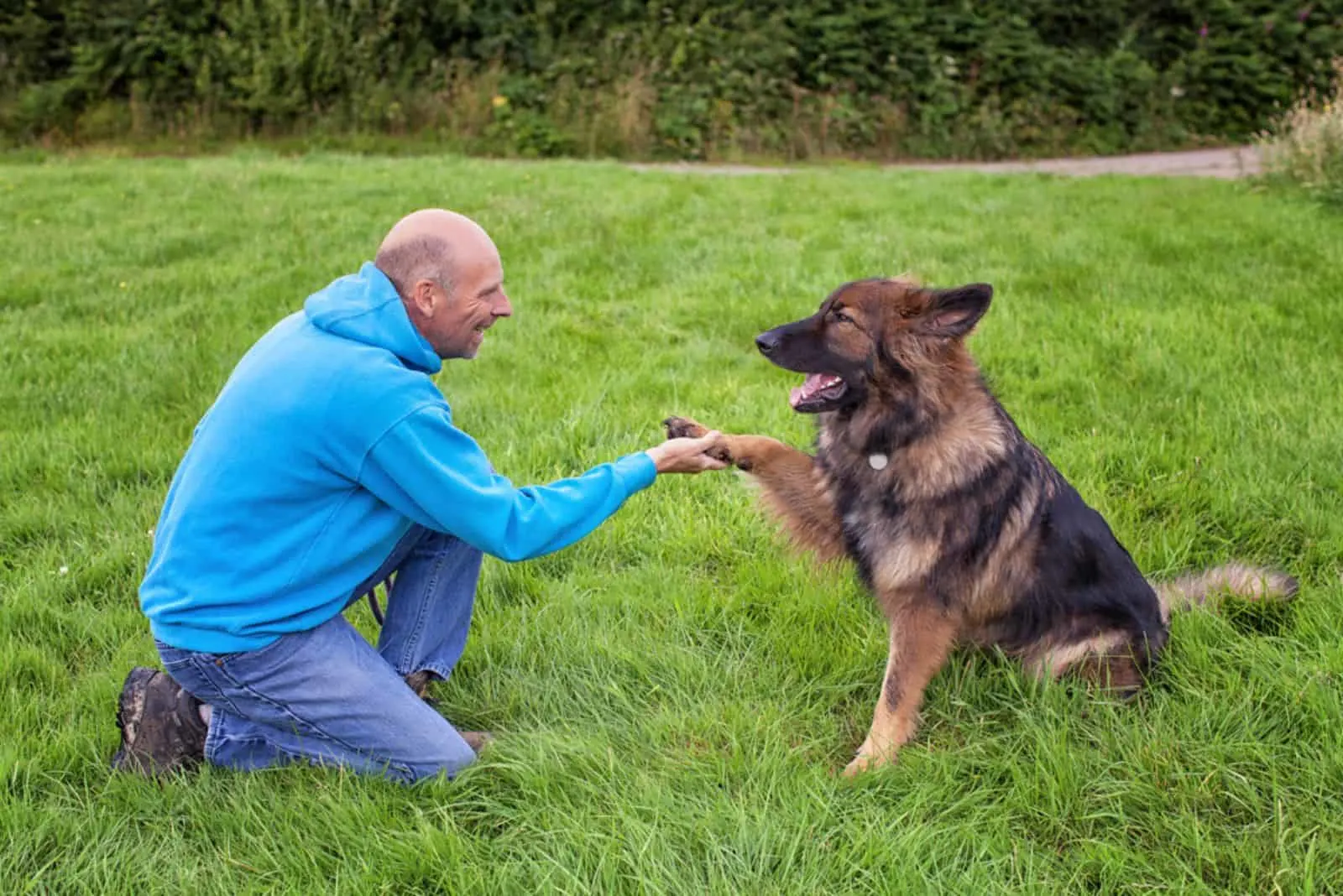 german shepherd dog shaking his owner's hand in the park