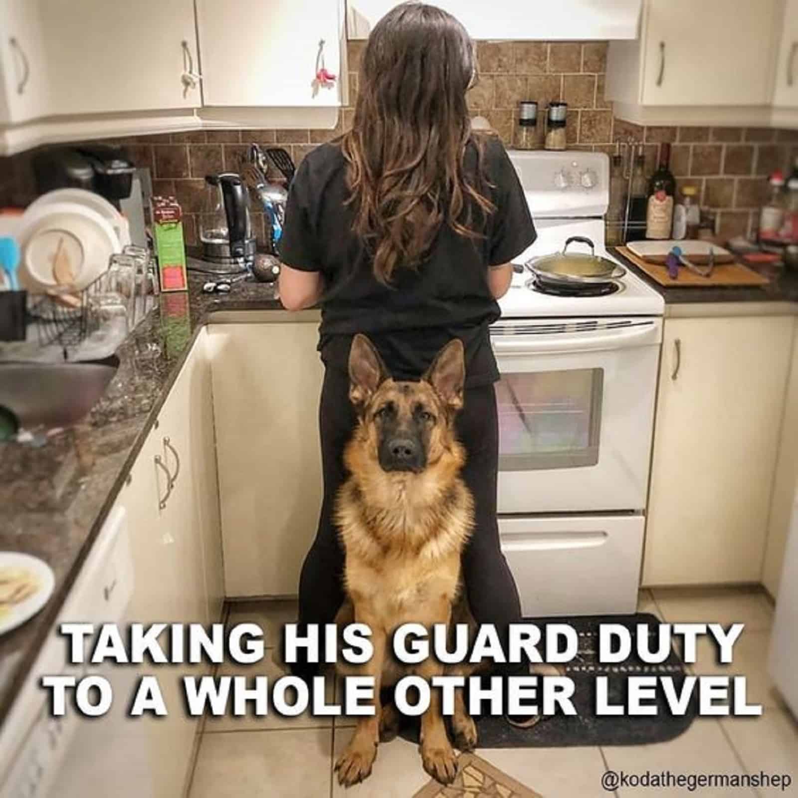 german shepherd dog sitting in the kitchen near his owner