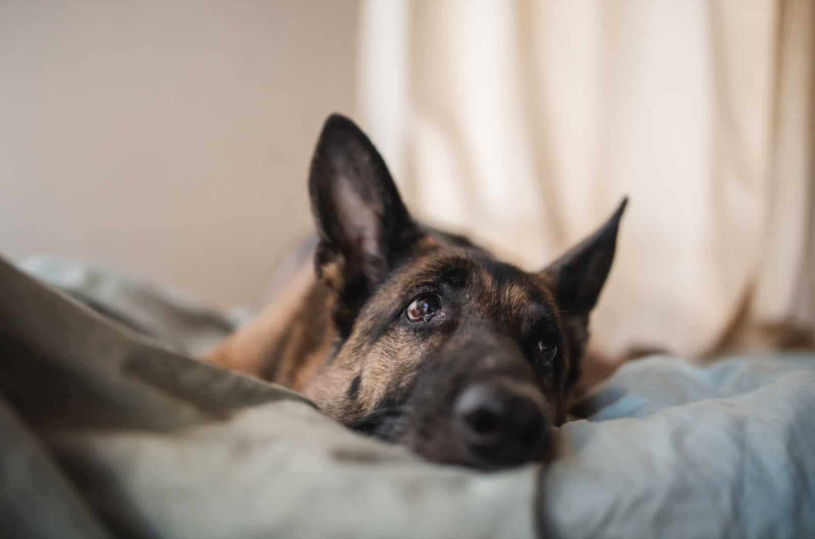 german shepherd dog sleeping on the bed with his eyes open