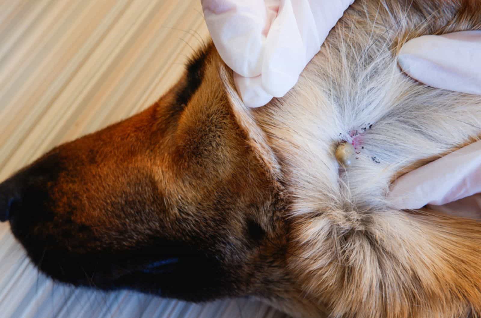 german shepherd dog was bitten by a tick at vet