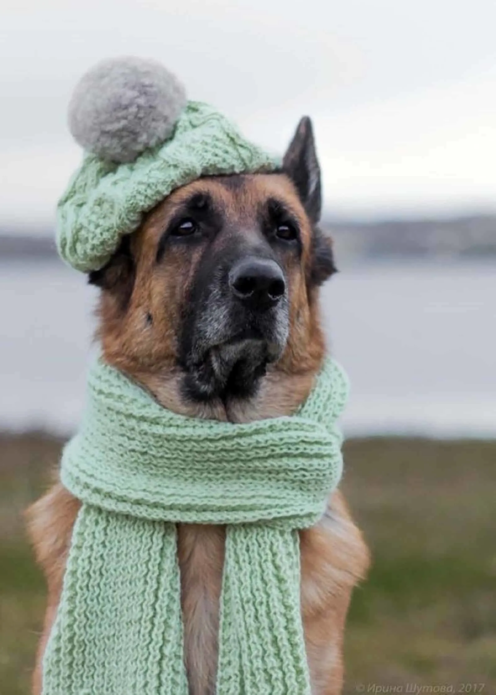 german shepherd dog wearing wool cap and scarf