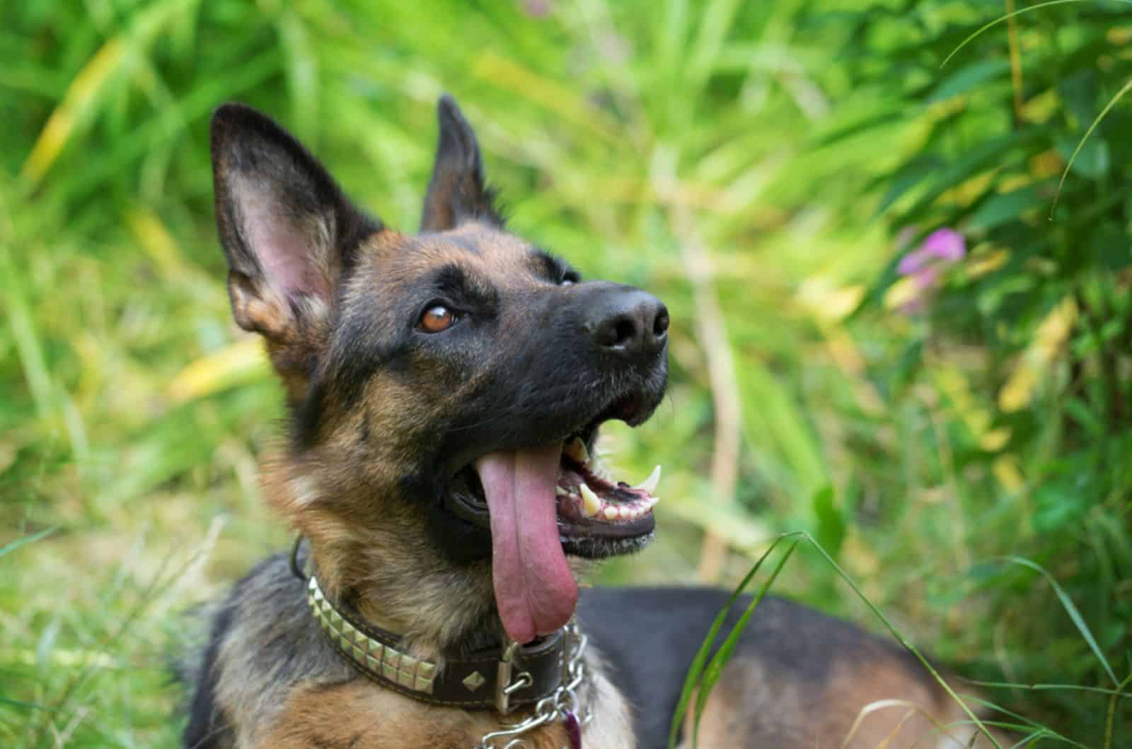 german shepherd dog with his tongue out