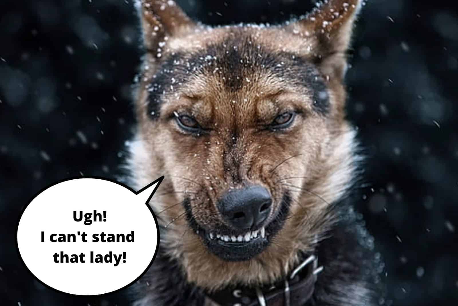 german shepherd expresses dislike