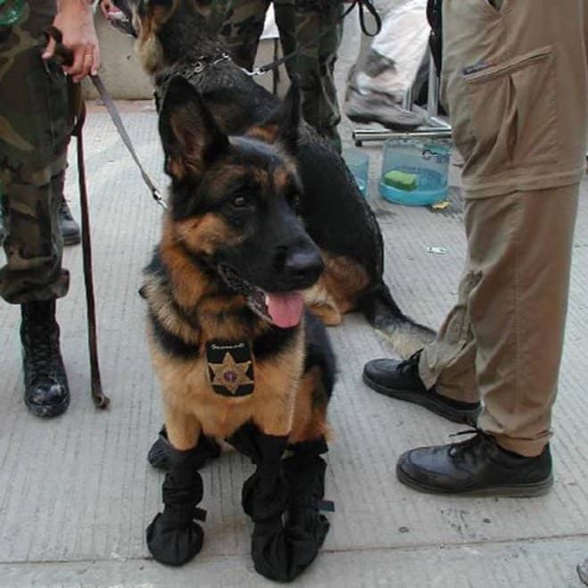 german shepherd hero dog